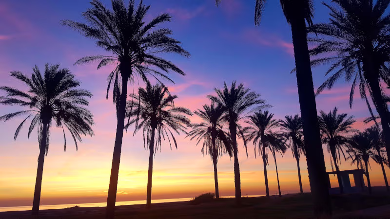 Foto de palmeras en la playa anocheciendo